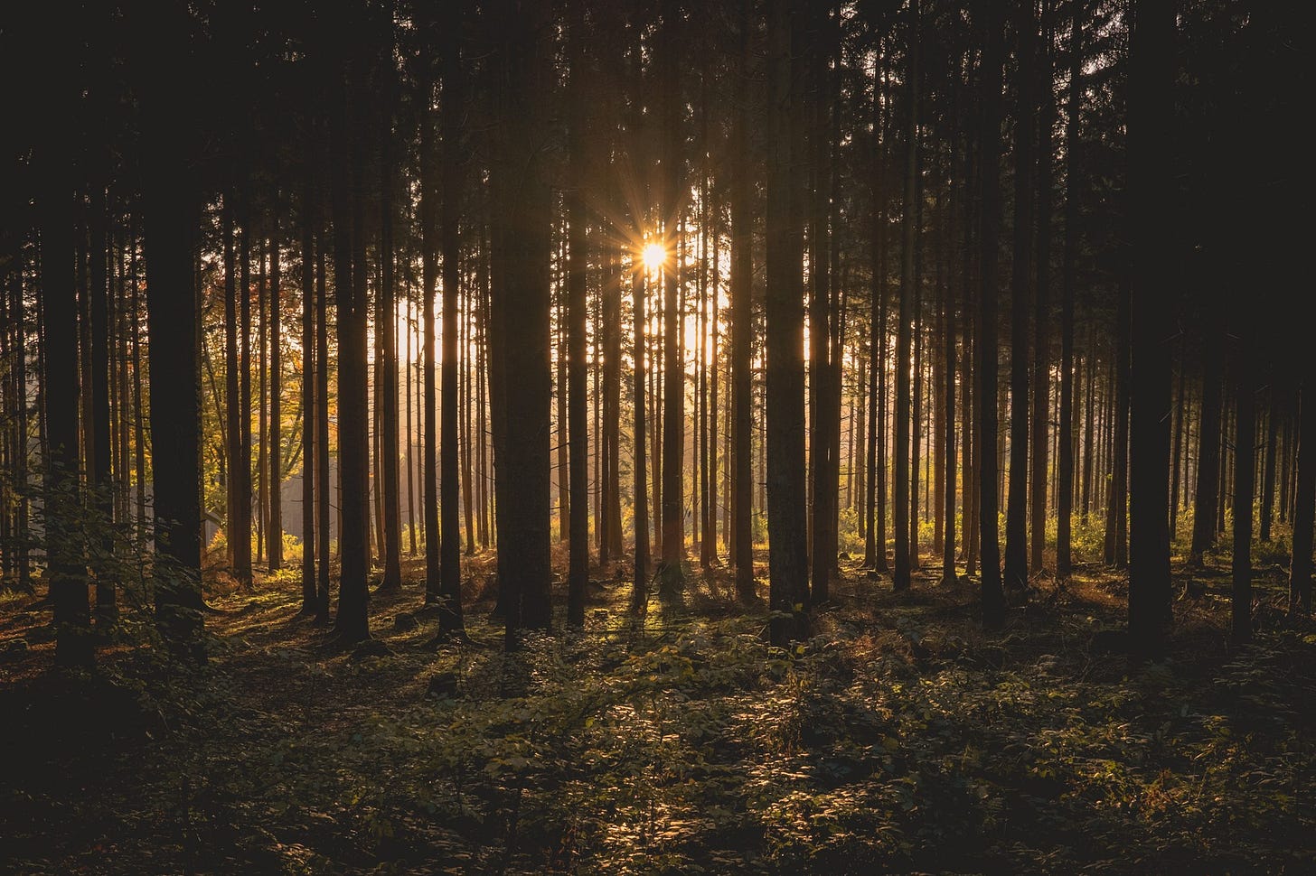 landscape photography of brown trees landscape photography of brown trees
