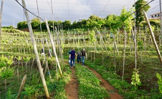 Blandy's vineyard Blandy's vineyard