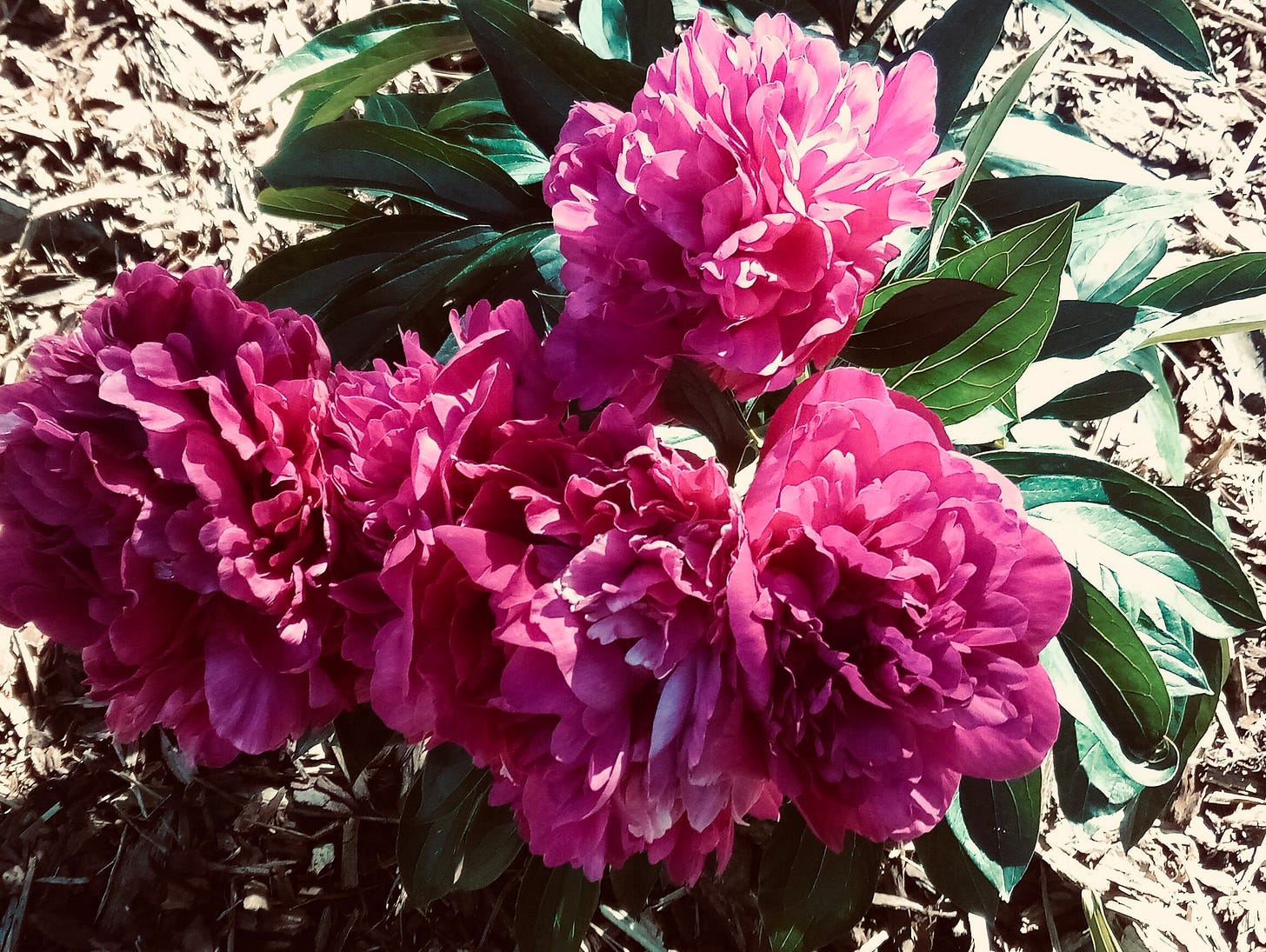 Bright pink peonies