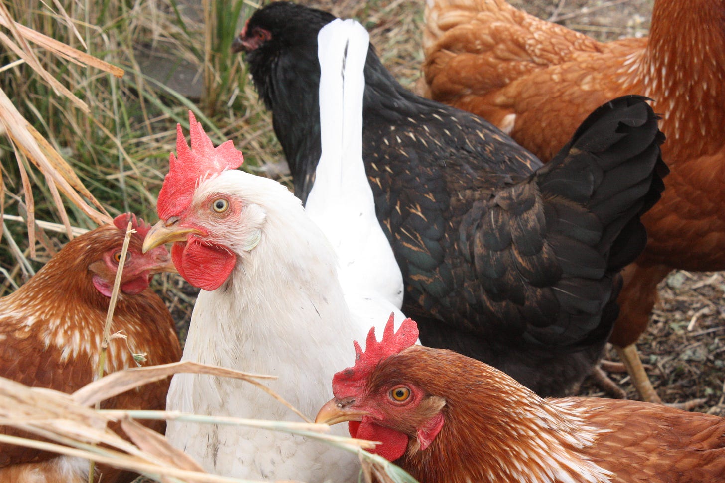 Hens at GFF