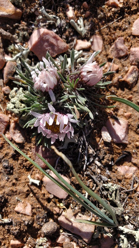 A gallery of six photos of wildflowers. All the flowers are small and grow close to the ground. There is a mix of yellow, pink, purple, and white flowers. The ground beneath them is a reddish clay/dusty soil.