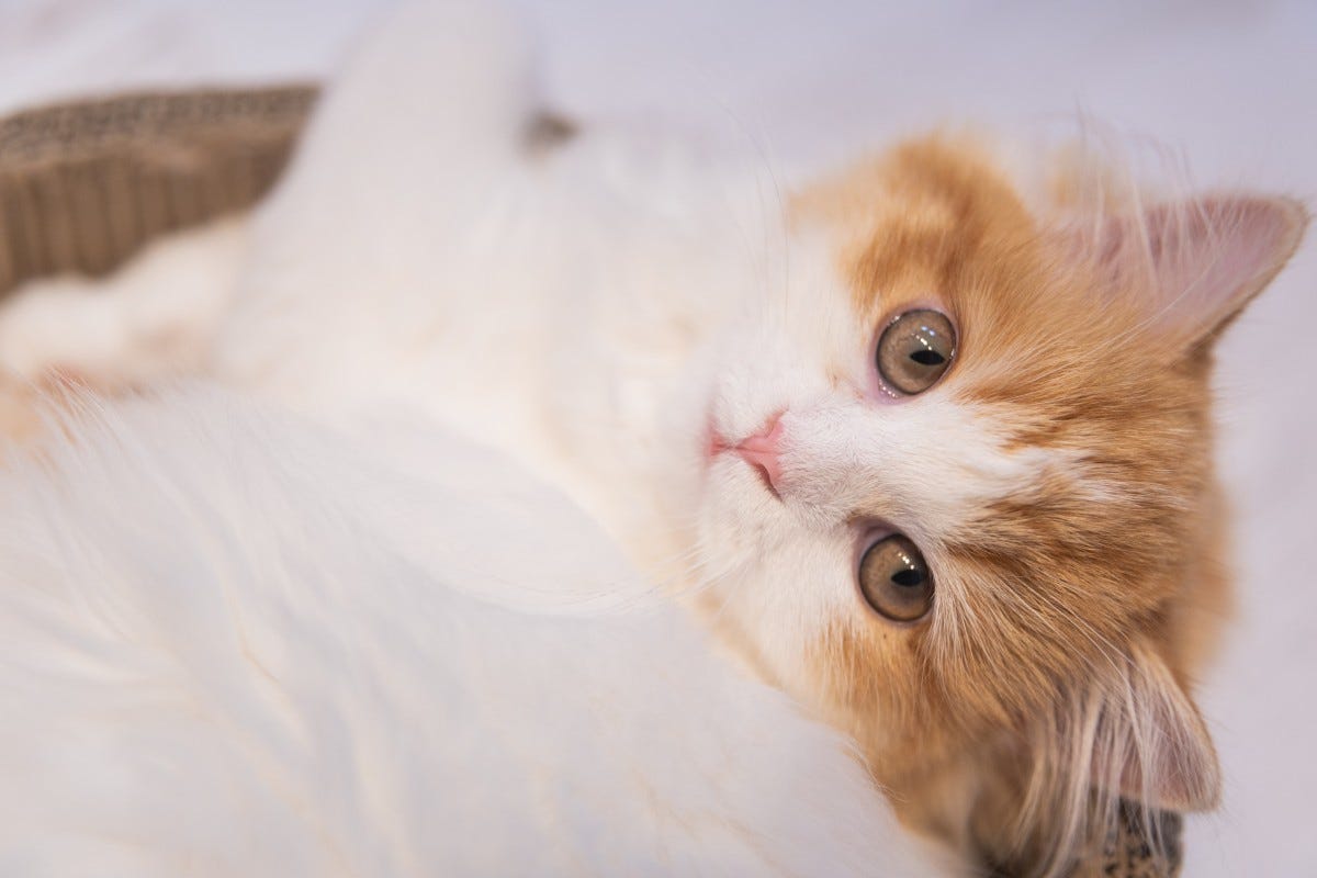 cat, mammal, small to medium sized cats, felidae, whiskers, eye, skin, carnivore, nose, fur, norwegian forest cat, turkish van, kitten, persian, snout, ragamuffin, british semi longhair, munchkin, fawn, ear, turkish angora, napoleon cat