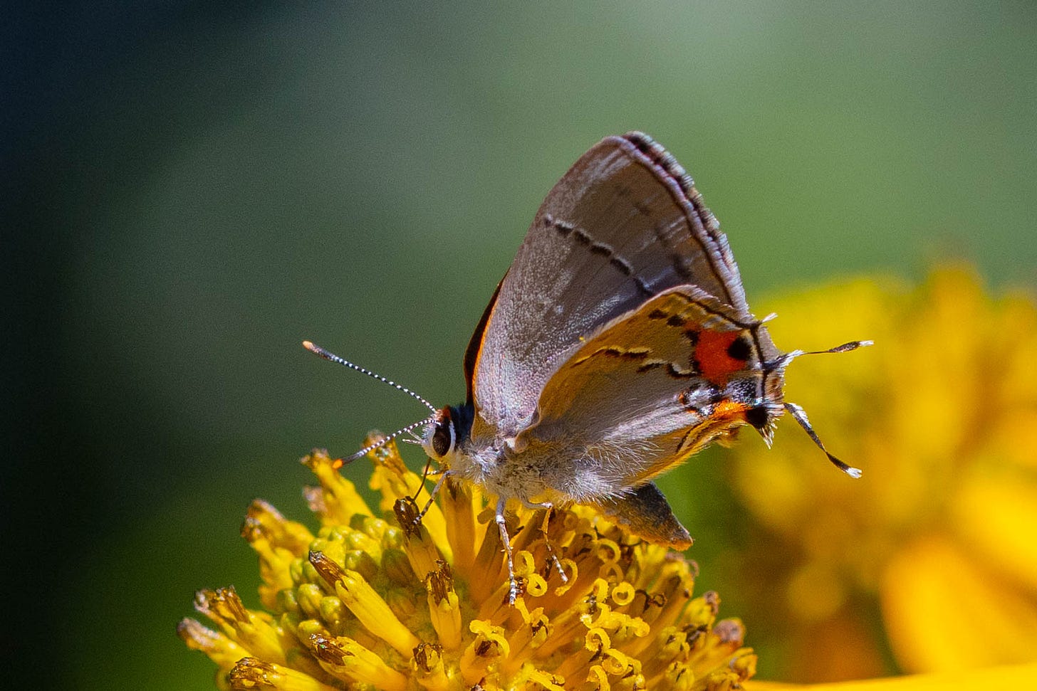 A small gray butterfly with a few accents of black, white, and orange-red, on the yellow dome of a coneflower
