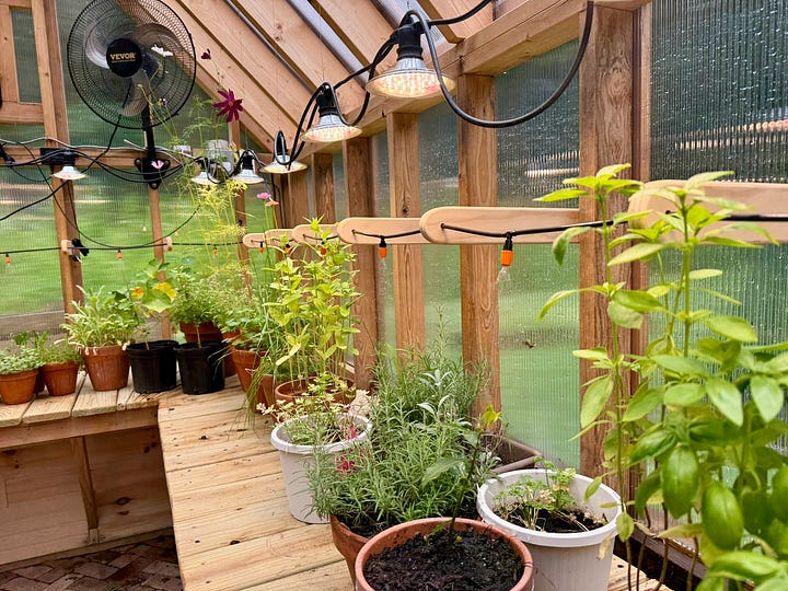 Four photos showing a drip-irrigation system installed inside a greenhouse. The top-left image provides a wide view of wooden planting benches lined with potted vegetables, herbs, and flowers beneath overhead irrigation tubing. The top-right image shows black irrigation lines running along the greenhouse wall and feeding individual plants in containers. The bottom-left image is a close-up of a drip emitter delivering water directly to a potted flowering plant. The bottom-right image highlights a cucumber vine and nearby potted plants connected to the irrigation system, illustrating how water is distributed to individual containers throughout the greenhouse.