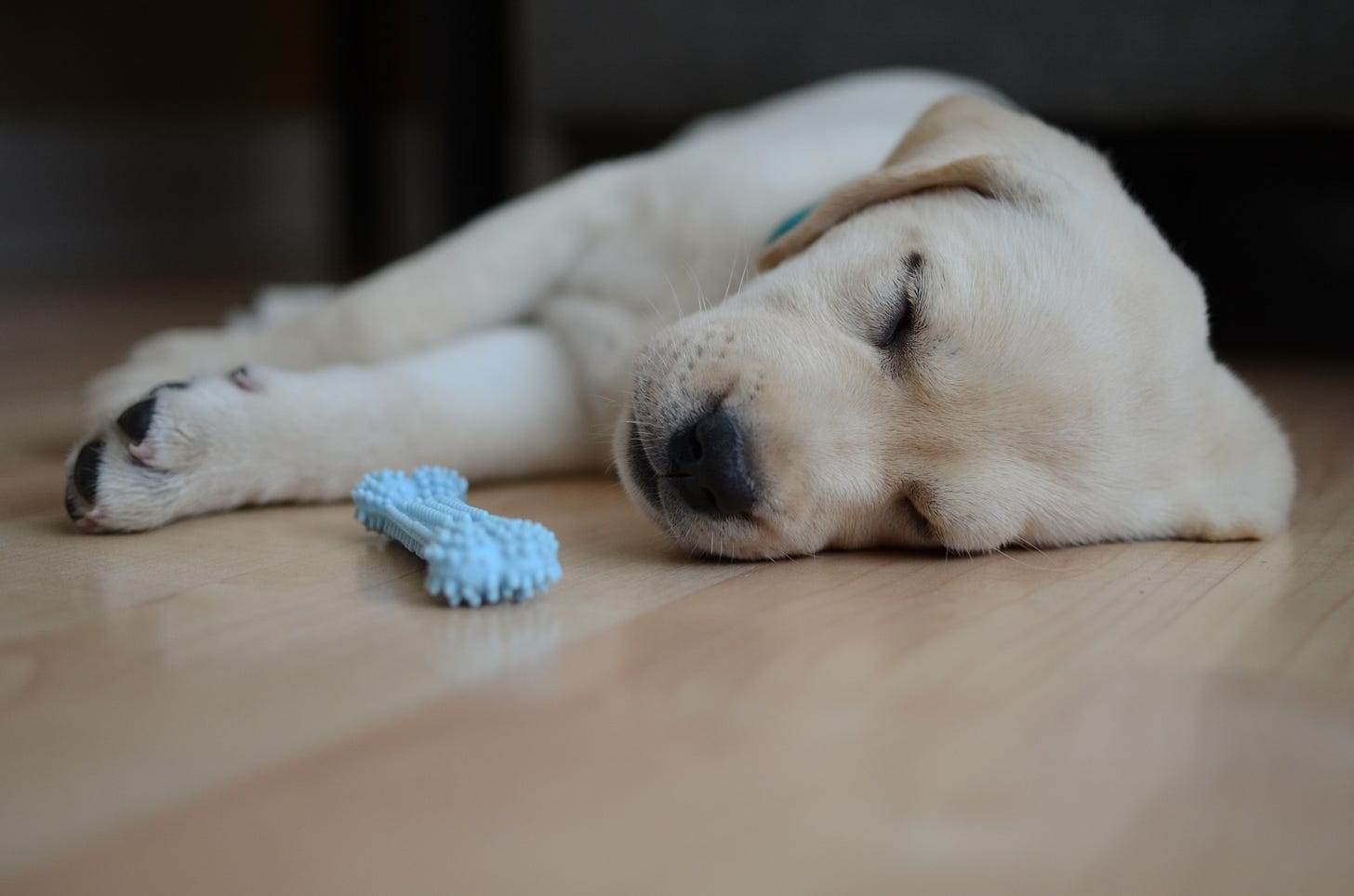 A yellow Labrador retriever puppy sleeps sweetly on the floor next to her blue bone.