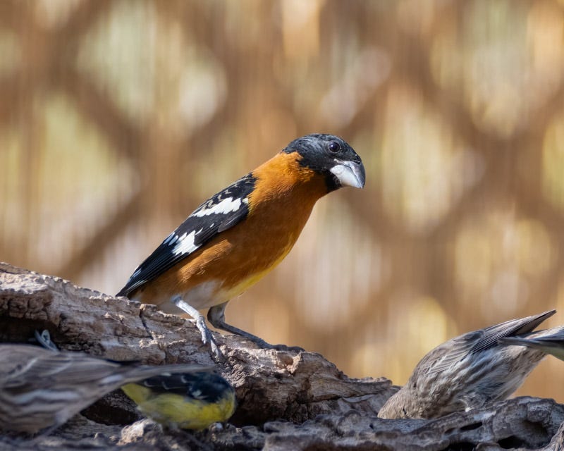 20250430-Chiricahuas-936-Edit.jpg 20250430-Chiricahuas-936-Edit.jpg