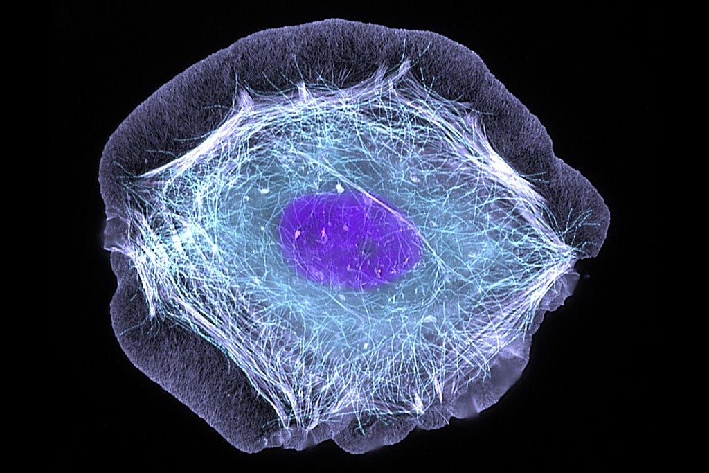 Skin cell (keratinocyte) | This normal human skin cell was t… | Flickr