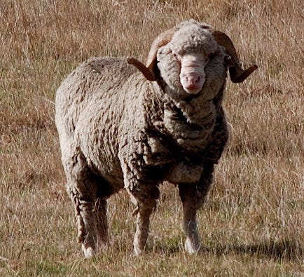 Merino sheep