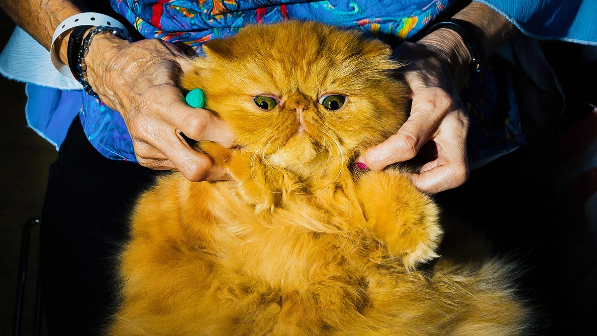 特撮 THE CAT SHOW Photographing the Largest Cat Expo in the World for National