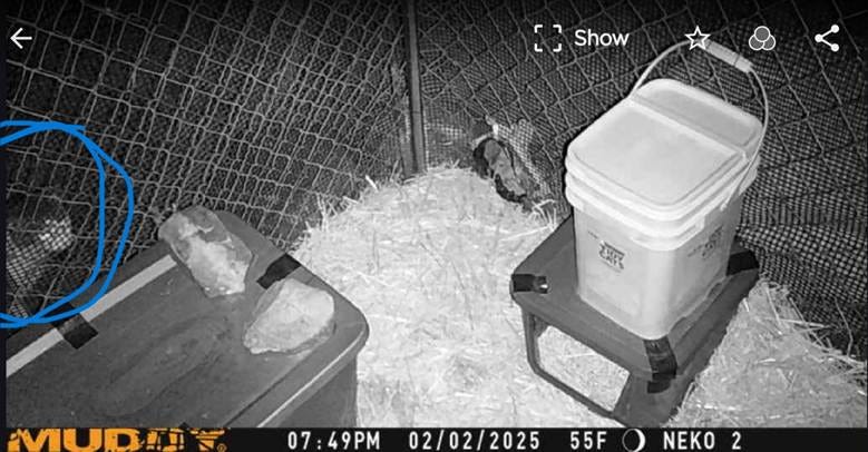 Cellular camera photo of cat outside the kennel trap
