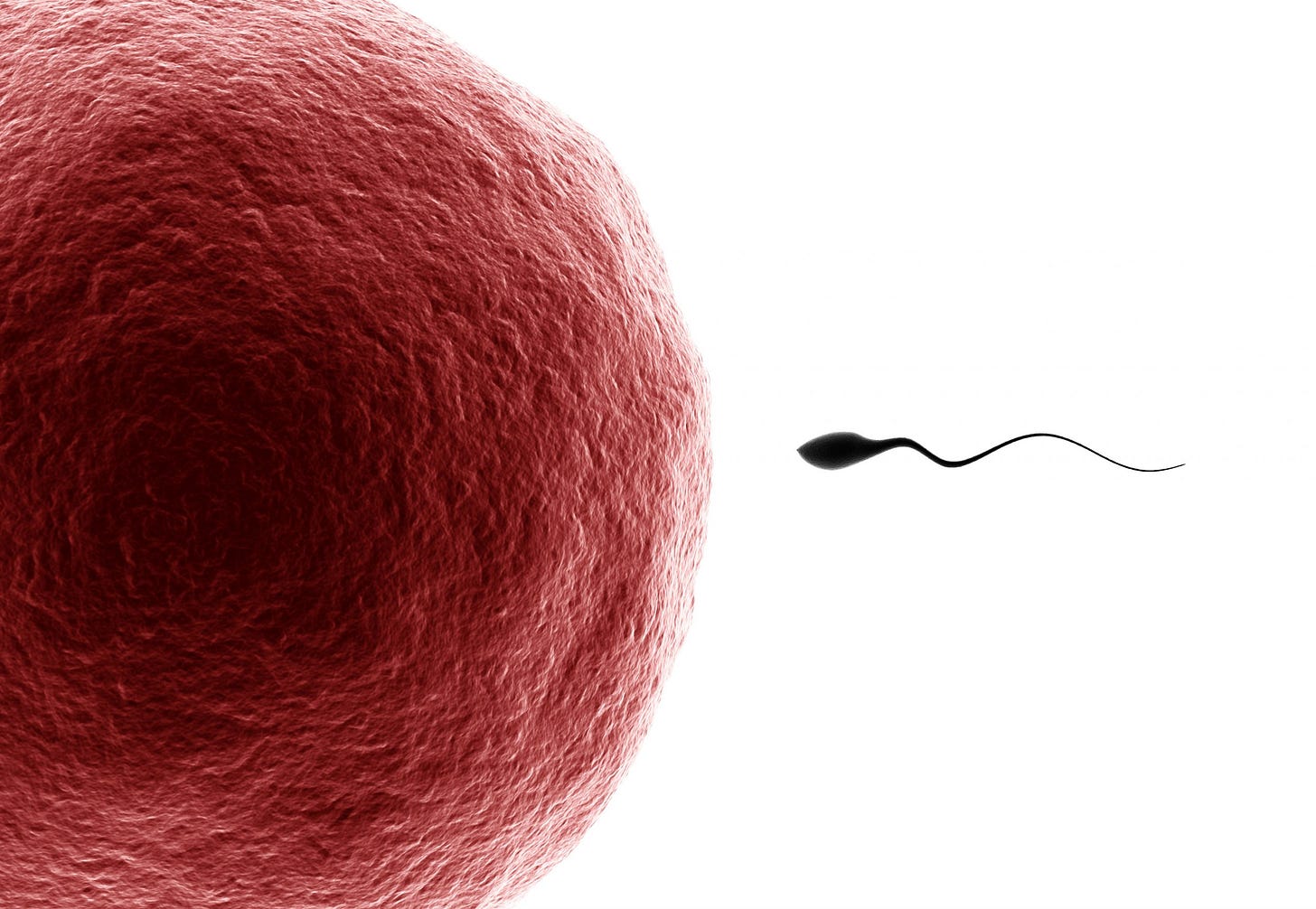 When sperm and egg aren&#39;t bedfellows: The WHNP role in helping families  conceive - Women&#39;s Healthcare