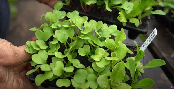 Tray from Yorkshire’s compost