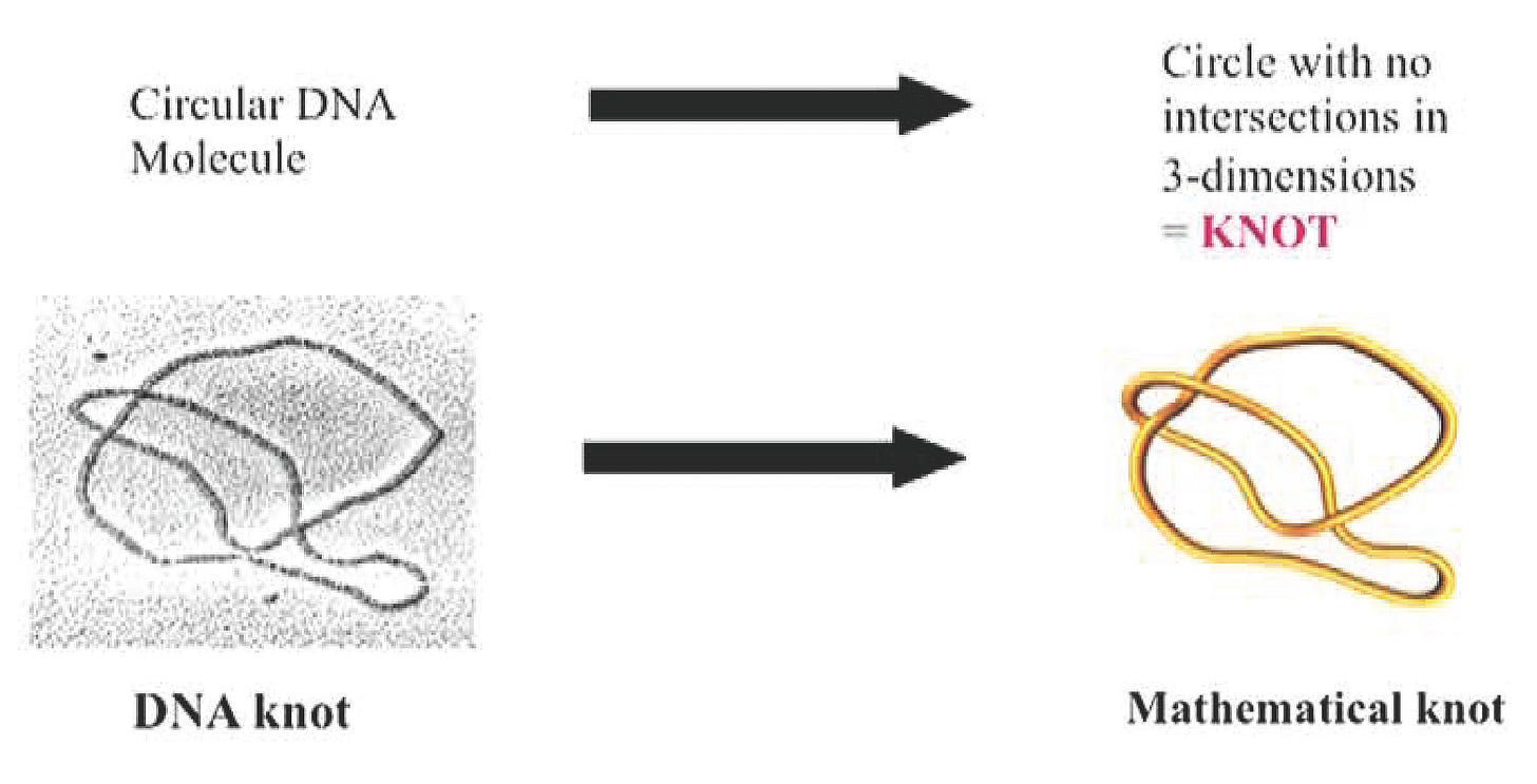 <strong>Figure 1.</strong> One can model a circular DNA molecule as a mathematical knot. Figure courtesy of Mariel Vazquez.