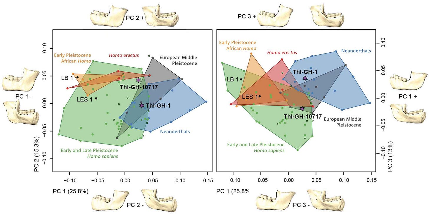 Two graphs showing comparisons of principal component scores for many kinds of Homo including the GH fossil mandibles