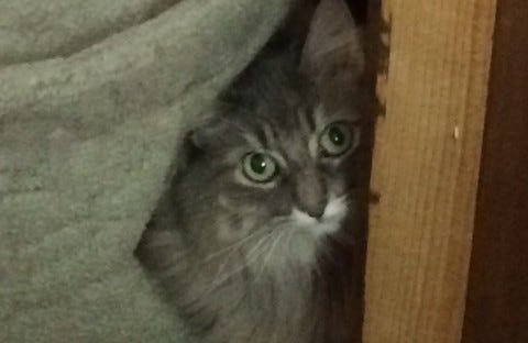 Kali_Hiding_Pet_Friendly Kali_Hiding_Pet_Friendly