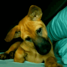 Dog Turning Head Twitcamraqq GIF - Dog Turning Head Twitcamraqq - Discover  & Share GIFs