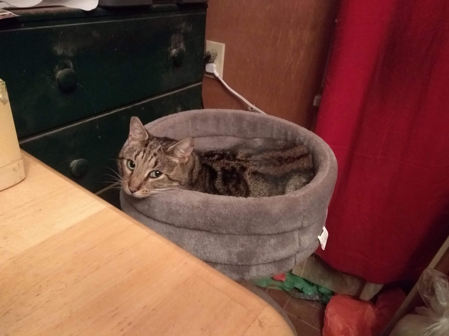 Artie, a handsome brown tabby cat, lounging in a plush cat pedestal, with his chin propped on the edge so that he can look at the camera.