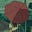 green's avatar