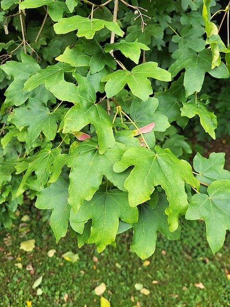 Nine pictures of grass, shrubs and trees.