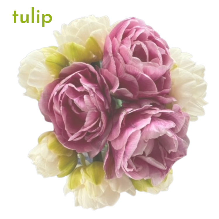 Tulip