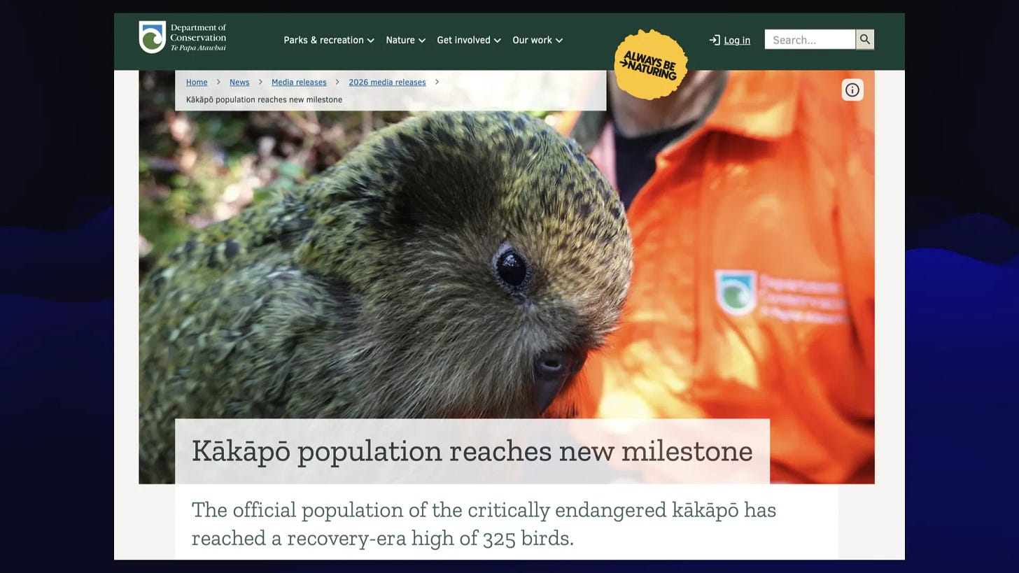 Kakapo population reaches new milestone
The official population of the critically endangered kakapo has
reached a recovery-era high of 325 birds.
