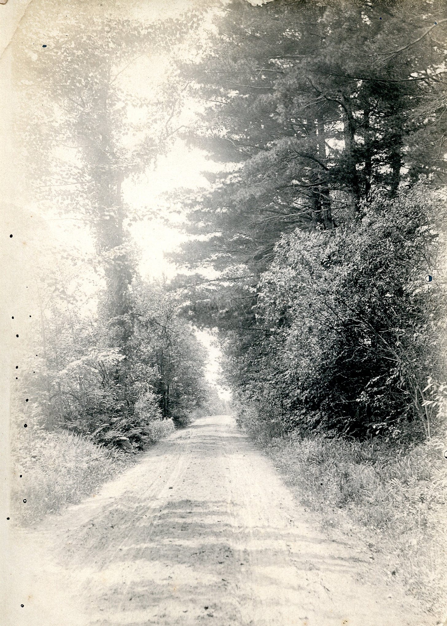 Tree lined street