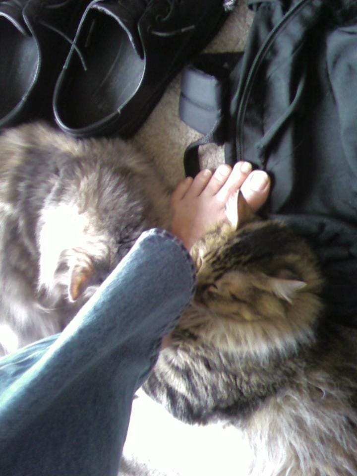 Chase_Aria_Cats_Love_Socks_And_Shoes Chase_Aria_Cats_Love_Socks_And_Shoes