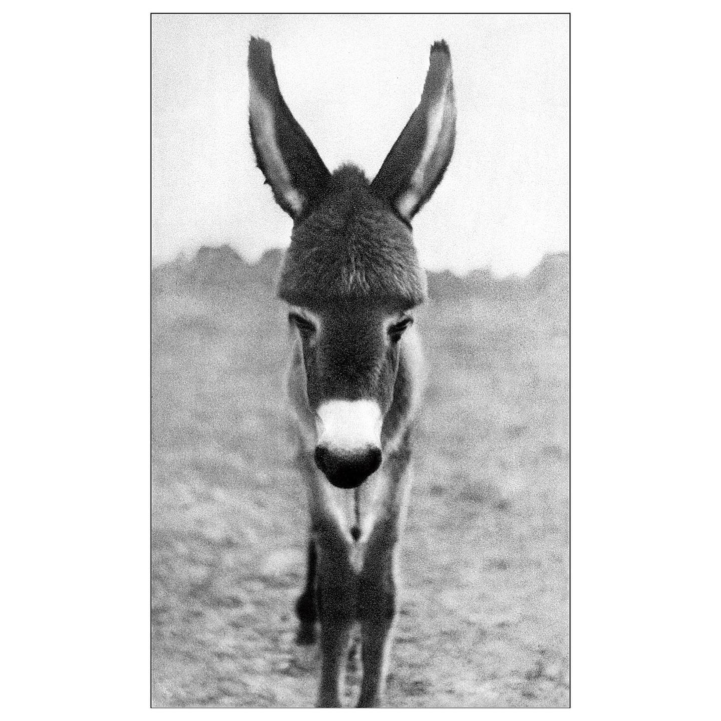 Baby donkey. Raghu Rai, 1966
