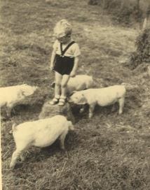 Boy and piglets