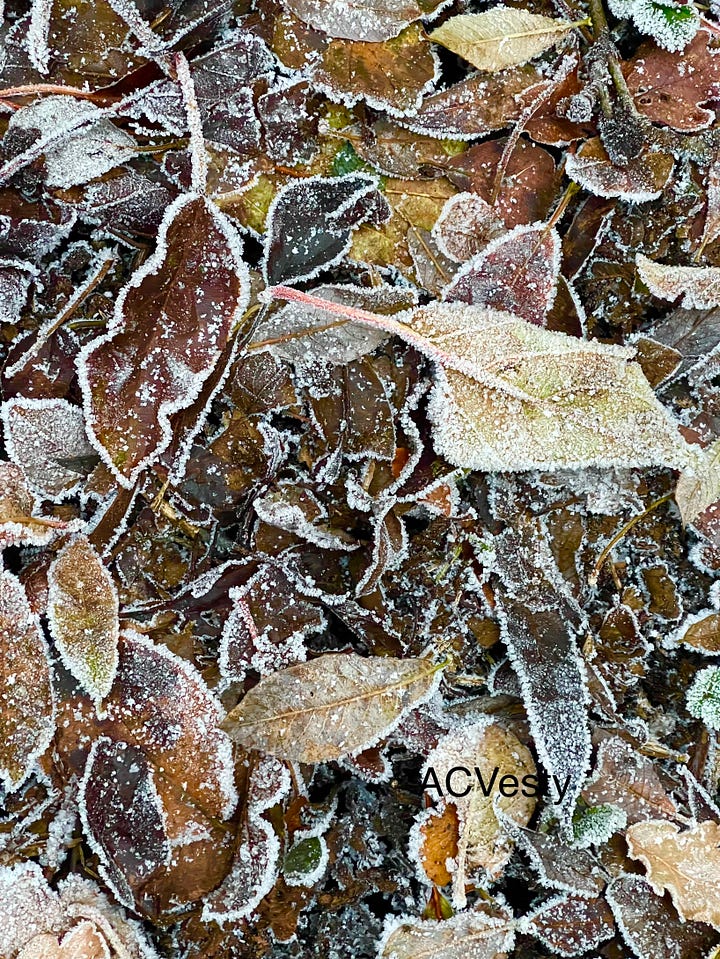 Frost on leaves