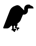 Vulture with solid fill