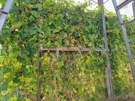 Scenes around the farm this week