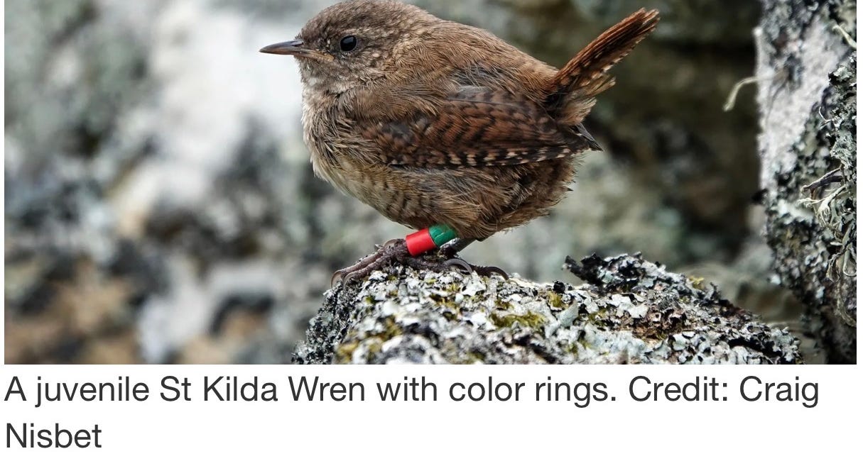 Go Wild With Annette: Huge evolutionary changes for the small bird with the big voice