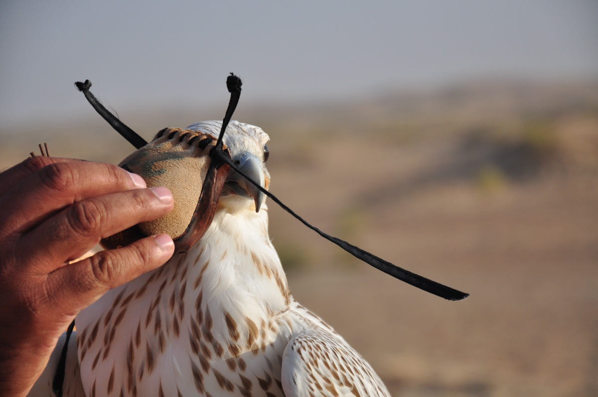 Man's hand removing falconry hood from a bird of prey Man's hand removing falconry hood from a bird of prey