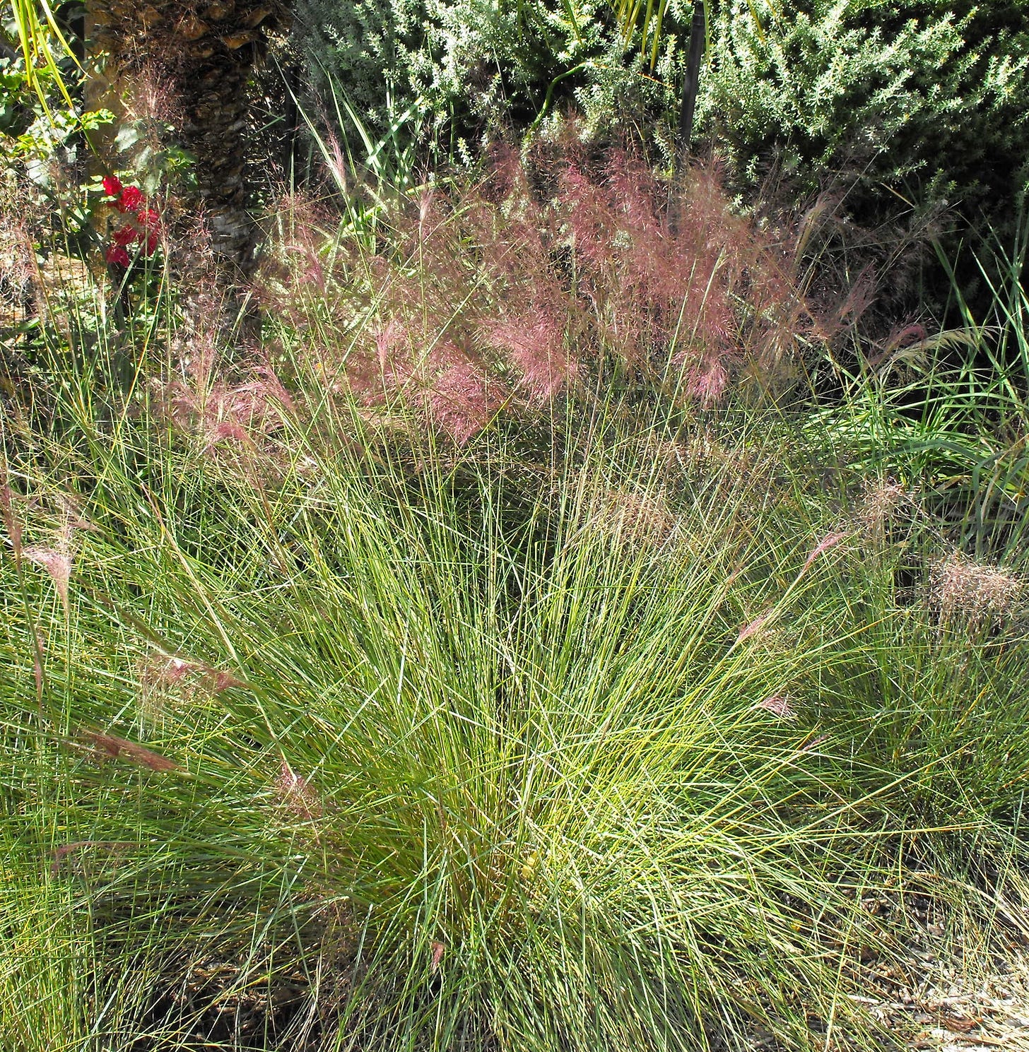 Photo of sweet grass variety