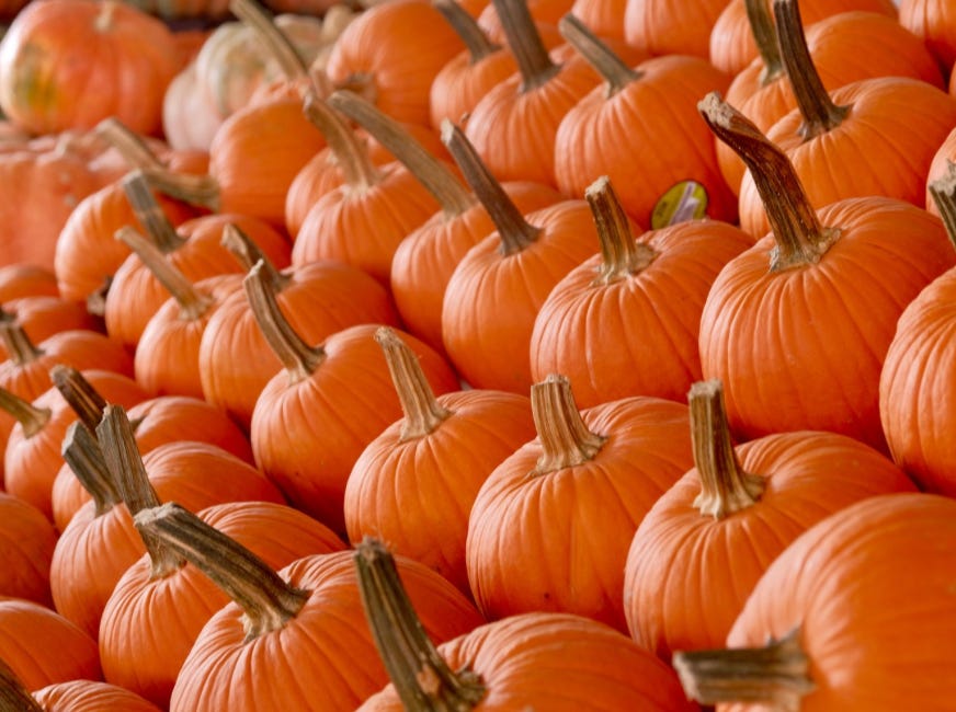 Fall on the Farm: Manatee County Farms Welcome Families for Pumpkins, Animals and Seasonal Fun