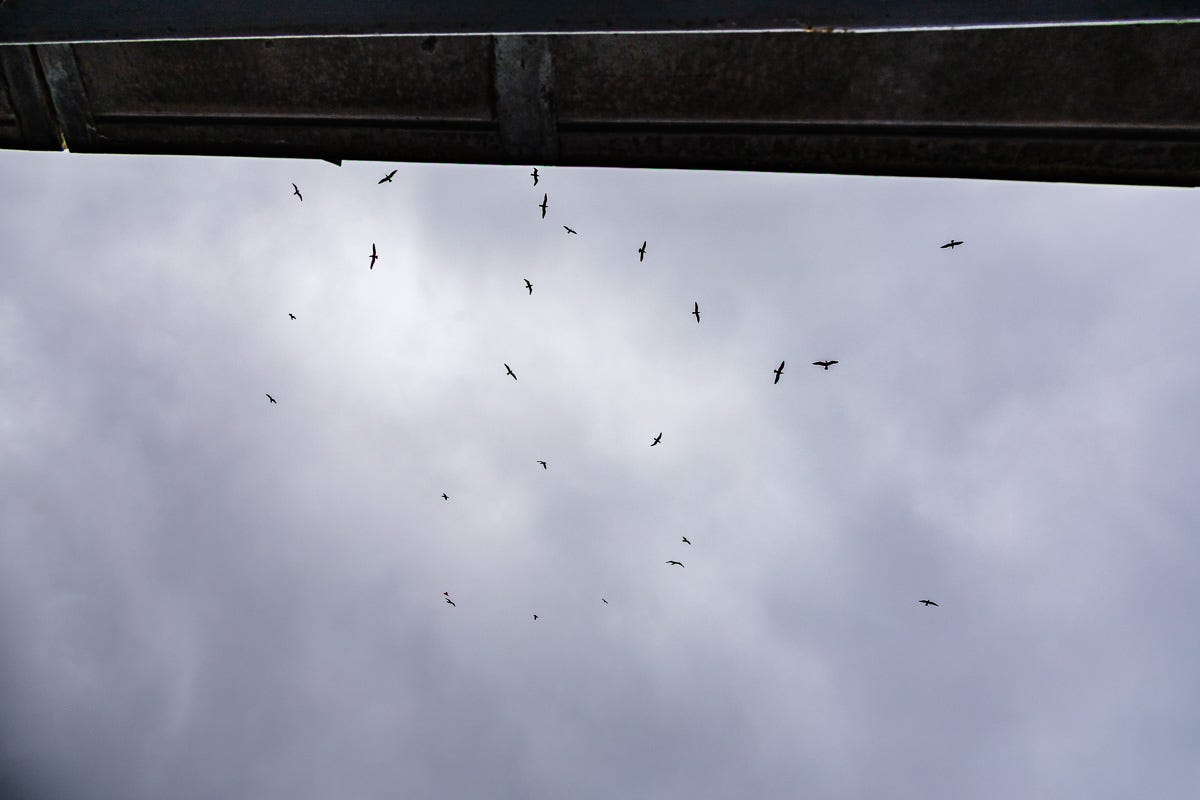Gulls circling above a Boston high-rise, seen from balcony below with cloudy sky and architectural framing. Gulls circling above a Boston high-rise, seen from balcony below with cloudy sky and architectural framing.