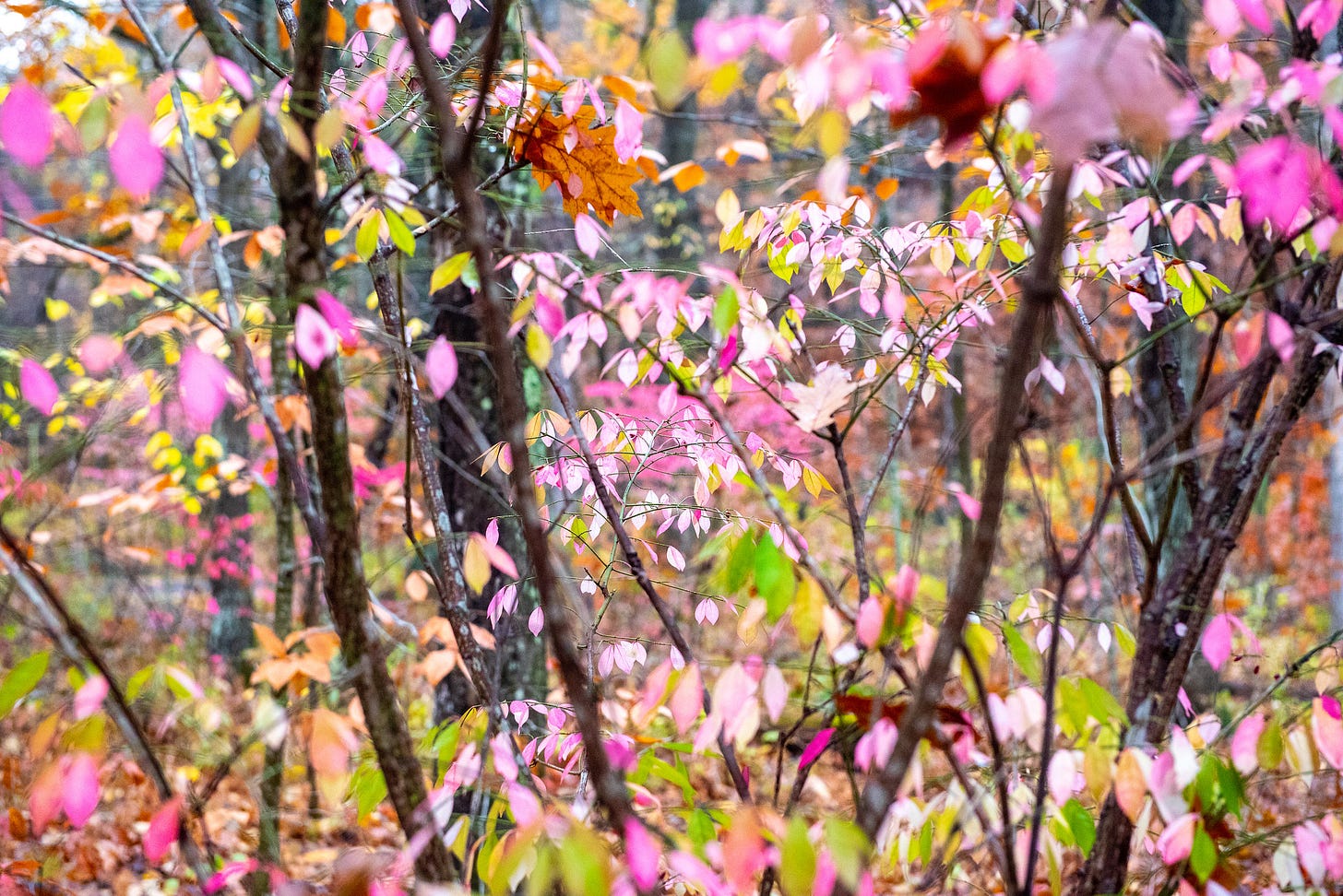 Image description: photo of forest in the fall with pink leaves on trees. End image description.