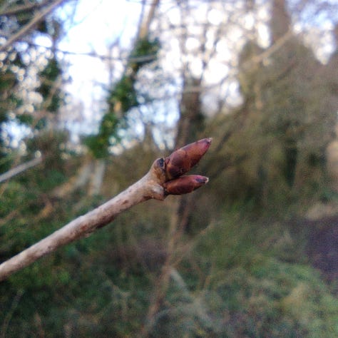 Image one, two tight little buds of guelder rose; two bright green buds, either side of a stem that seems a little square, perhaps a climber; two dark red-brown buds on a wild cherry