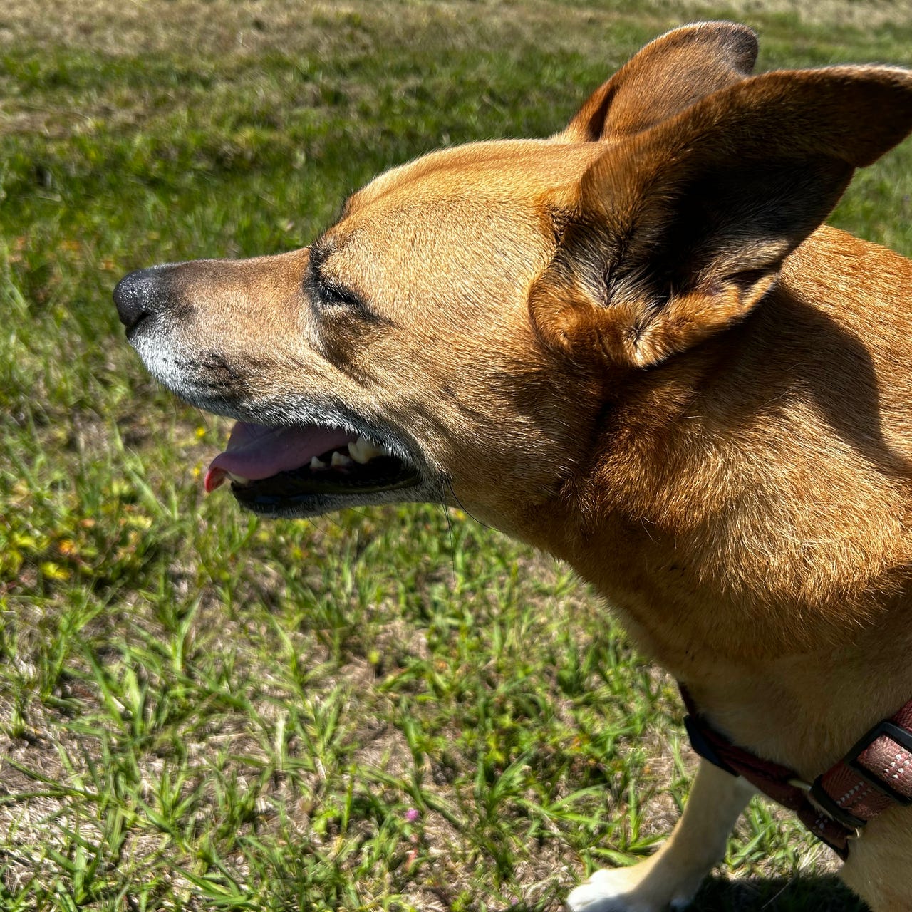 Kelly’s Substack -- The Insomniac Workshop