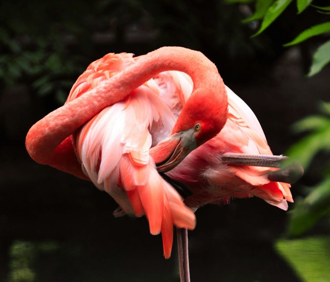 flamingo