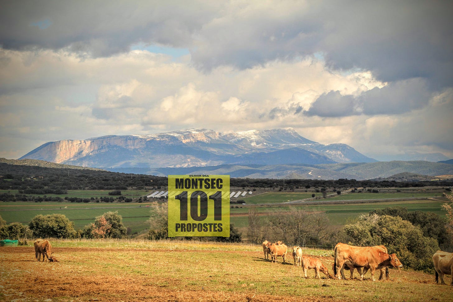 Vaques pasturant a prop Mas Blanc (o Mas Bllanc), a la gran plana del pòlie de Purroi, o pòlie de Saganta. Al fons el Montsec d’Ares, el Montsec de Rúbies (o de Meià) i el dom de Sant Mamet enfarinats. Benavarri, Ribagorça d’Osca. Aragó Vaques pasturant a prop Mas Blanc (o Mas Bllanc), a la gran plana del pòlie de Purroi, o pòlie de Saganta. Al fons el Montsec d’Ares, el Montsec de Rúbies (o de Meià) i el dom de Sant Mamet enfarinats. Benavarri, Ribagorça d’Osca. Aragó