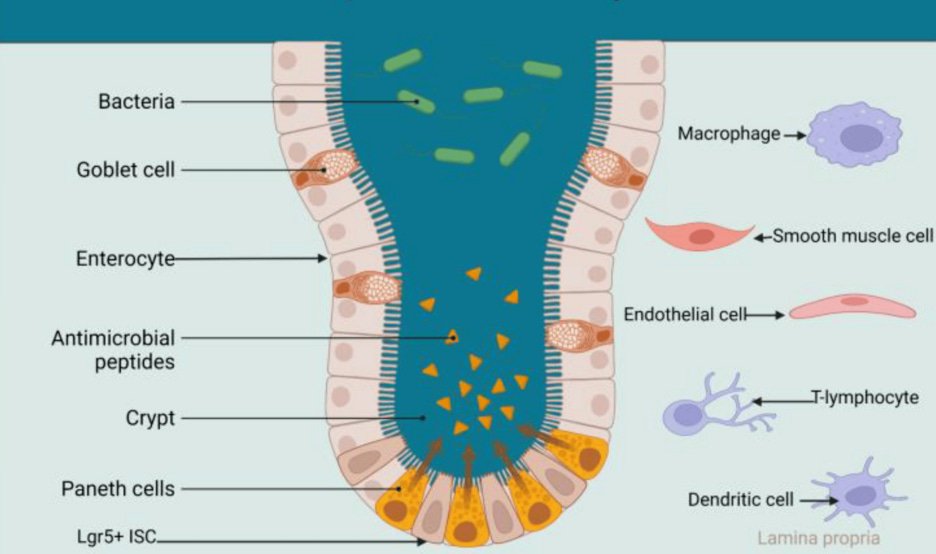 File:Schematic diagram showing the localisation of matured Paneth cells at the base of the intestinal crypt and higher concentration of antimicrobial peptides at the stem cell zone.png