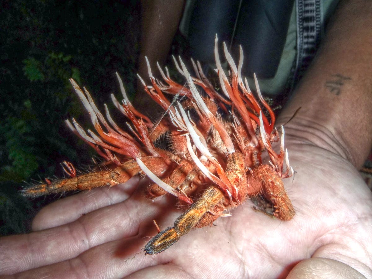 A large tarantula on a human hand, clearly dead. From its body, branching white and red fungal projections reach for the sky.