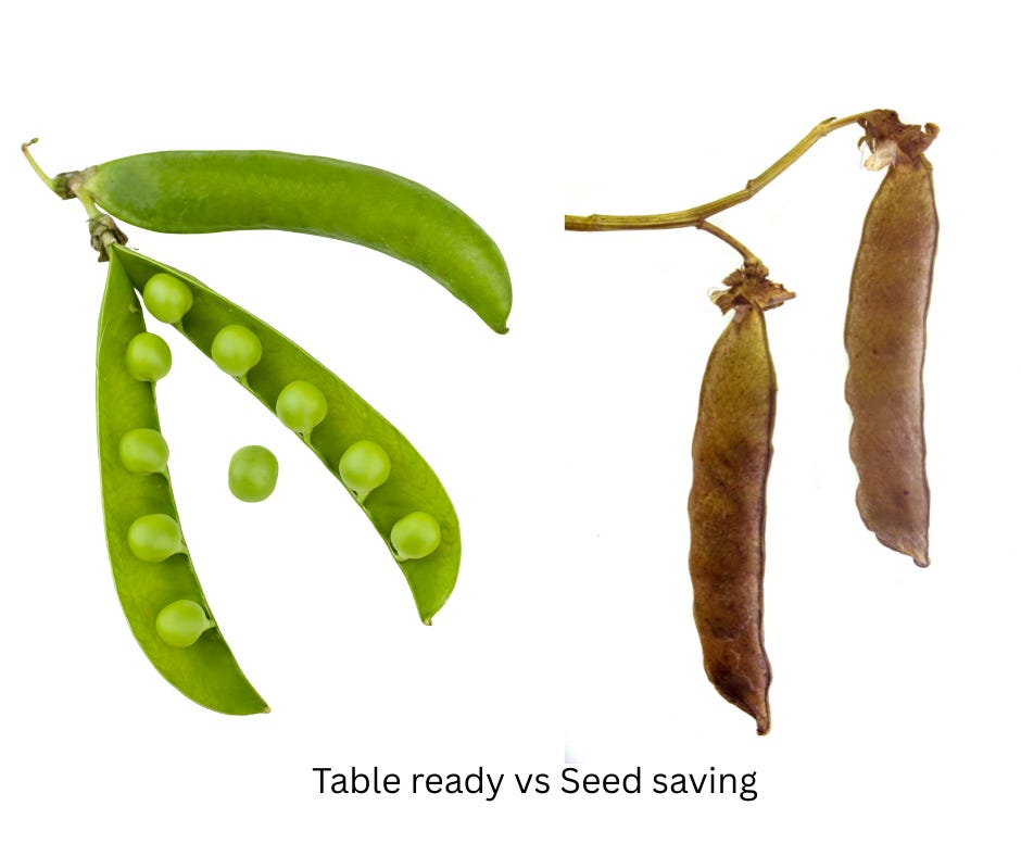 Green peas in a pod ready to eat vs dry brown pea pods ready for seed harvest
