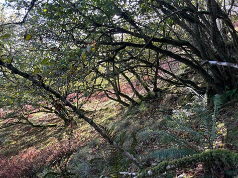 Hazel Woods, Torrisdale, Argyll, Scotland
