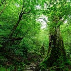 Shinrin-Yoku in Japan: How Forest Bathing Can Improve Your Health, Backed by Science