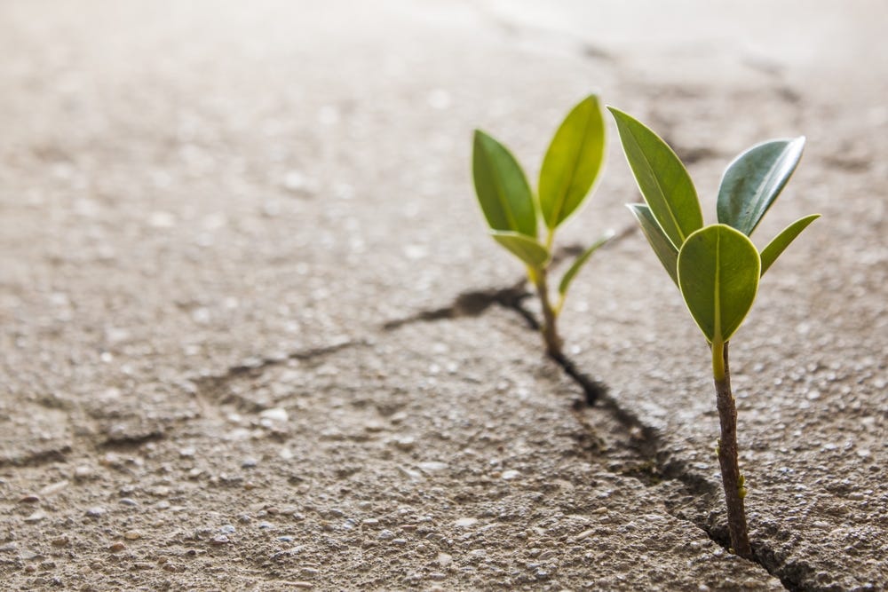 How Plants Cause Concrete Sidewalk Cracking | Lift Right Concrete
