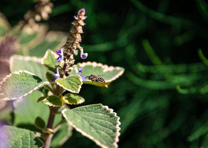 Leafcutter bees Australia
