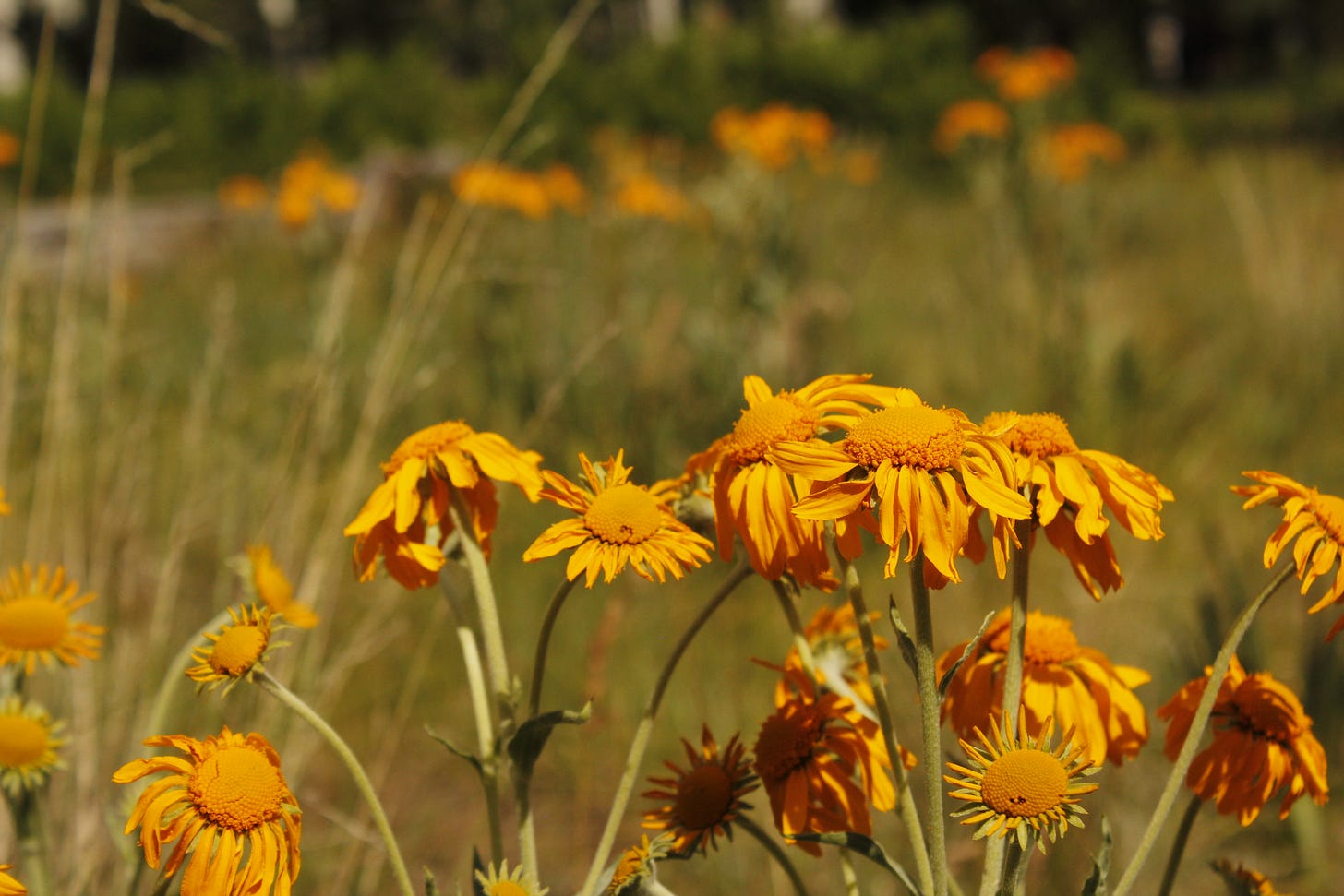 Floppy flowers in a field